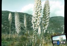 Tags: blooming, california, desert, landscape, mojave, plants, schidigera, yucca (Pict. in Branson DeCou Stock Images)