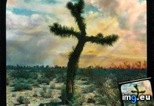 Tags: brevifolia, california, cross, desert, faith, joshua, landscape, mojave, shaped, tree, yucca (Pict. in Branson DeCou Stock Images)