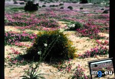 Tags: bush, california, desert, hesperocallis, landscape, lily, mojave, undulata, wildflowers (Pict. in Branson DeCou Stock Images)