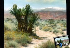 Tags: california, desert, landscape, mojave, plants (Pict. in Branson DeCou Stock Images)
