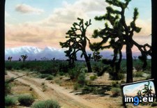 Tags: brevifolia, california, desert, joshua, landscape, mojave, trees, yucca (Pict. in Branson DeCou Stock Images)