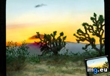 Tags: brevifolia, california, desert, joshua, landscape, mojave, sunset, trees, yucca (Pict. in Branson DeCou Stock Images)