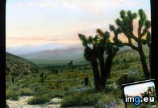 Tags: brevifolia, california, desert, joshua, landscape, mojave, shrubs, trees, wildflowers, yucca (Pict. in Branson DeCou Stock Images)