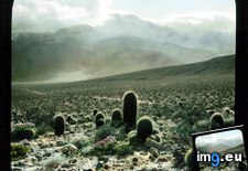 Tags: cacti, california, desert, distance, jacinto, landscape, mojave, mount, san (Pict. in Branson DeCou Stock Images)