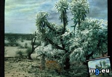 Tags: cactus, california, cholla, cylindropuntia, desert, imbricata, landscape, mojave, tree (Pict. in Branson DeCou Stock Images)