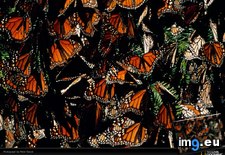 Tags: butterflies, essick, monarch (Pict. in National Geographic Photo Of The Day 2001-2009)