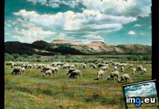Tags: california, county, craters, grazing, herd, hills, mono, range, sheep (Pict. in Branson DeCou Stock Images)