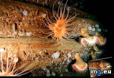 Tags: anemones, bay, monterey (Pict. in National Geographic Photo Of The Day 2001-2009)