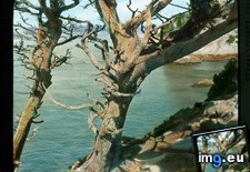 Tags: california, county, cypress, lobos, monterey, point, scenic (Pict. in Branson DeCou Stock Images)