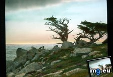 Tags: california, coast, county, cypress, drive, mile, monterey, rocky, trees (Pict. in Branson DeCou Stock Images)