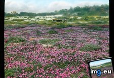 Tags: california, county, drive, dunes, flowers, mile, monterey, sand, spring (Pict. in Branson DeCou Stock Images)