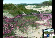 Tags: california, county, drive, dunes, flowers, mile, monterey, sand, spring (Pict. in Branson DeCou Stock Images)