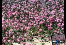 Tags: california, county, drive, dunes, flowers, mile, monterey, purple, rose, sand, spring, verbenas (Pict. in Branson DeCou Stock Images)