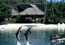 Tags: dolphins, moorea (Pict. in National Geographic Photo Of The Day 2001-2009)