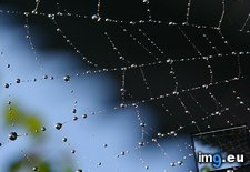 Tags: dew, morning, spider, web (Pict. in Beautiful photos and wallpapers)
