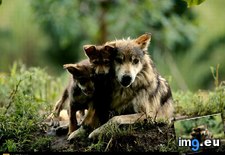 Tags: mother, wolf (Pict. in National Geographic Photo Of The Day 2001-2009)