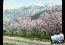Tags: california, distant, foreground, mount, mountain, orchard, peak, shasta, trees (Pict. in Branson DeCou Stock Images)
