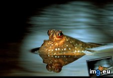 Tags: mudskipper (Pict. in National Geographic Photo Of The Day 2001-2009)
