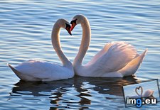 Tags: heart, mute, swan (Pict. in 1920x1200 wallpapers HD)