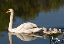 Tags: cygnets, michigan, milford, mute, swan (Pict. in Beautiful photos and wallpapers)