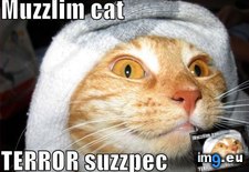 Tags: cat, funny, meme, muzzlim (Pict. in Funny pics and meme mix)