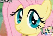 Tags: brony, cute, little, pony, too (GIF in Rehost)