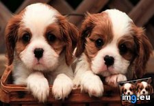 Tags: are, box, cute, puppies, two (Pict. in Cute Puppies)