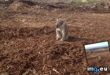 Tags: koala, photo (Pict. in Rehost)