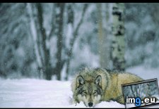 Tags: napping, wolf (Pict. in National Geographic Photo Of The Day 2001-2009)
