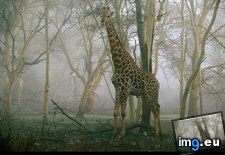 Tags: game, giraffe, ndumo, reserve (Pict. in National Geographic Photo Of The Day 2001-2009)