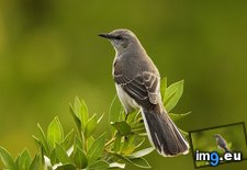 Tags: mimus, mockingbird, northern, photo, polyglottos (Pict. in Rehost)