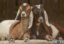 Tags: goats, nubian (Pict. in Beautiful photos and wallpapers)