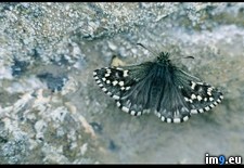 Tags: butterfly, nunatak (Pict. in National Geographic Photo Of The Day 2001-2009)