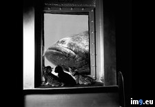 Tags: oceanarium (Pict. in National Geographic Photo Of The Day 2001-2009)