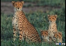 Tags: cheetah, cubs, okavango (Pict. in National Geographic Photo Of The Day 2001-2009)
