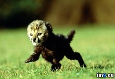 Tags: baby, cheetah, okavango (Pict. in National Geographic Photo Of The Day 2001-2009)