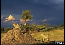 Tags: brothers, cheetah, okavango (Pict. in National Geographic Photo Of The Day 2001-2009)