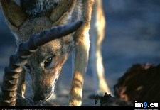 Tags: jackal, okavango (Pict. in National Geographic Photo Of The Day 2001-2009)