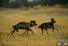 Tags: dogs, okavango, wild (Pict. in National Geographic Photo Of The Day 2001-2009)