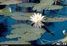 Tags: okefenokee, swamp (Pict. in National Geographic Photo Of The Day 2001-2009)