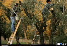 Tags: harvest, olive (Pict. in National Geographic Photo Of The Day 2001-2009)