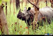 Tags: horned, one, rhino (Pict. in National Geographic Photo Of The Day 2001-2009)