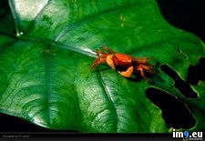 Tags: crab, laman, leaf, orange (Pict. in National Geographic Photo Of The Day 2001-2009)
