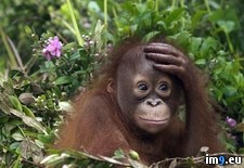 Tags: borneo, malaysia, orangutan (Pict. in Beautiful photos and wallpapers)