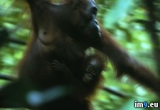 Tags: family, orangutan (Pict. in National Geographic Photo Of The Day 2001-2009)