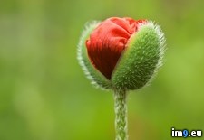 Tags: bud, flower, manitoba, oriental, poppy (Pict. in Beautiful photos and wallpapers)