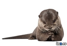 Tags: clawed, oriental, otter, small (Pict. in Beautiful photos and wallpapers)