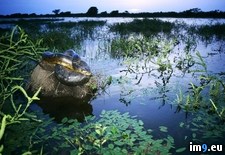 Tags: anaconda, orinoco (Pict. in National Geographic Photo Of The Day 2001-2009)