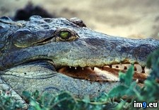 Tags: crocodile, orinoco (Pict. in National Geographic Photo Of The Day 2001-2009)