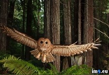 Tags: cute, funny, majestic, owls, photo (Pict. in Cute, Funny and Majestic Owls)